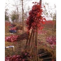 自產(chǎn)自銷美國紅楓：秋火焰丶紅點、紅冠紅楓