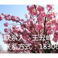 臨沂紅葉櫻花基地、低價(jià)銷(xiāo)售紅葉櫻花苗