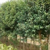 出售大葉女貞，銀杏，紫薇，木槿華山松樹種