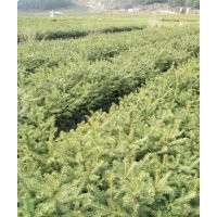 出售：30--60公分云杉、樟子松杯苗及紅松小苗