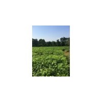無患子小苗最新行情報(bào)價(jià)，無患子小苗出售
