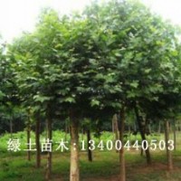 速生白蠟價(jià)格|速生白蠟2016報(bào)價(jià)