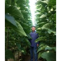 速生楸樹苗大量出售，批發(fā)價