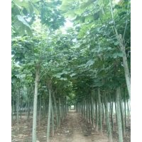 大量出售出售12公分青桐，13公分青桐