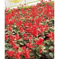 一串紅