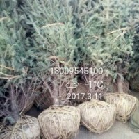 寧夏涇源苗木云杉，油松，樟子松