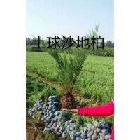 出售沙地柏?zé)o紡布營(yíng)養(yǎng)杯都有規(guī)格齊全價(jià)格便宜上車快有需要的速聯(lián)