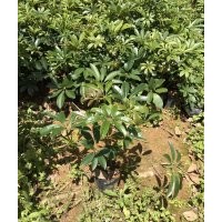 新一批鴨腳木（鵝掌柴）袋裝小苗低價(jià)賣(mài)高20-30cm