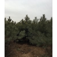 鈣果苗連翹苗五角楓國槐側(cè)柏等優(yōu)質(zhì)苗木