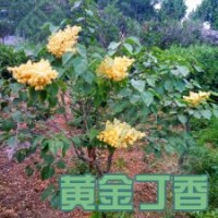 黃色丁香 暴馬丁香 綠化丁香