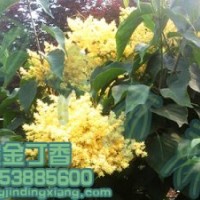 黃金丁香樹生產地