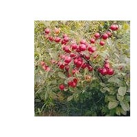 山西鈣果苗木，該果苗價格，農(nóng)大鈣果7號，8號