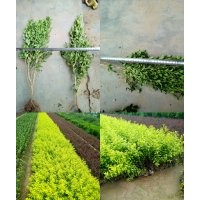 海之藍花卉苗木園藝