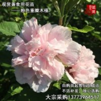 稀有粉色木槿花苗食用口感好木槿樹苗花朵具營養(yǎng)價值適合投資發(fā)展