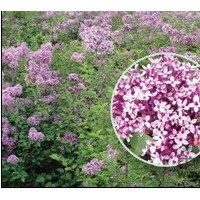 80000株15頭丁香