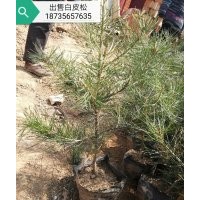 白皮松，國(guó)槐，櫻花，華山松