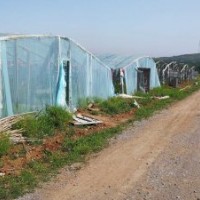 山東***的玫瑰育苗基地，中天四季玫瑰搶購中