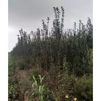 長期供應(yīng)西府海棠。