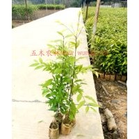 供應紅椎容器苗