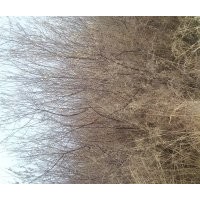 沙棗樹苗出售