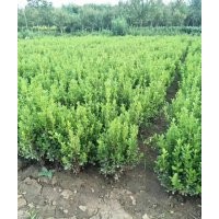 產(chǎn)地常年提供50-180公分的衛(wèi)矛球，裝車(chē)便宜