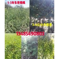 本人供應(yīng)二年生丁香小苗，一年生刺槐苗，1-3年生紫穗槐，3-4公分