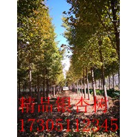 15公分銀杏樹