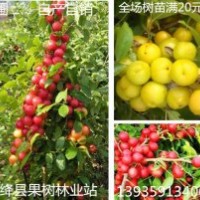 供應(yīng)連翹苗，30-120公分連翹苗350萬(wàn)株