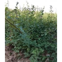 山西連翹苗價格 山西絳縣連翹苗批發(fā)