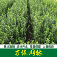 冬青 冬青苗