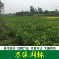 連翹 連翹苗