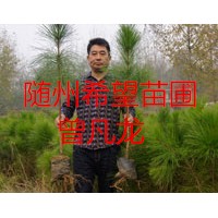 濕地松供應(yīng)