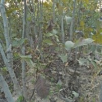 供應(yīng)2-10公分核桃樹價(jià)格10元，山西貨源