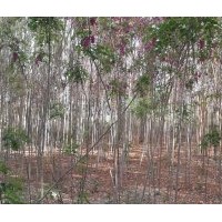 香花槐20000株