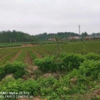 紅河州濕地松苗_昆明濕地松供應(yīng)-隨州希望苗圃