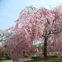 日本櫻花八重紅垂枝櫻 日本枝垂櫻適合地栽盆景盆栽