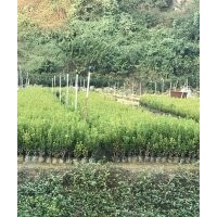 小葉黃楊