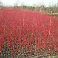 紅瑞木3-6條北京大苗圃基地購樹木市排價