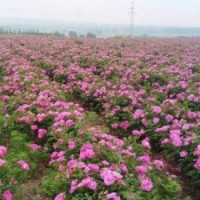 基地直供食用中天四季玫瑰苗，0-14分枝各種高度規(guī)格均有