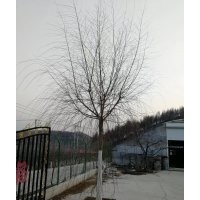 無絮垂柳 垂柳,一級(jí)樹