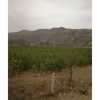 供應(yīng)2.5-3.0米定植樟子松，1.0-1.5米定植云杉