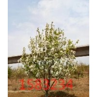 八棱海棠價(jià)格移栽時(shí)間 八棱海棠樹病蟲害防護(hù)