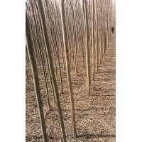 低價(jià)處理垂暴109（無絮垂柳）
