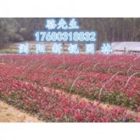 瀏陽紅葉石楠圖片、紅葉石楠價格