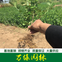 膠東衛(wèi)矛 膠東衛(wèi)矛苗