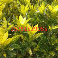 【灑金桃葉珊瑚】灑金桃葉珊瑚_價(jià)格_圖片_產(chǎn)地報(bào)價(jià)表-