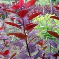 美國紅櫨 紫葉紅櫨 美國紫葉紅櫨 紫葉紅櫨小苗葉三季紅葉