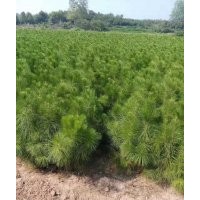 醴陵市濕地松苗供應_精品濕地松-隨州希望苗圃