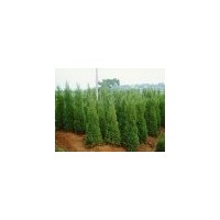 大量銷售河南檜柏，迎春，連翹，女貞，