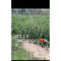衛(wèi)矛，金葉女貞